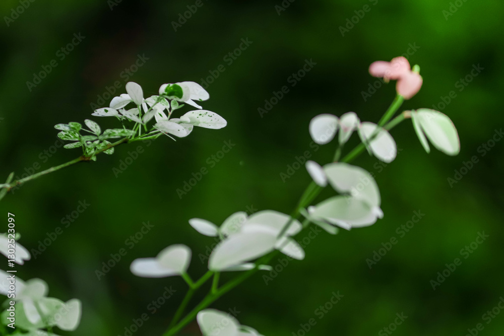 Variegated White and Pink Leaves. Soft Green Background Foliage Variegated White and Pink Leaves. Soft Green Background Foliage