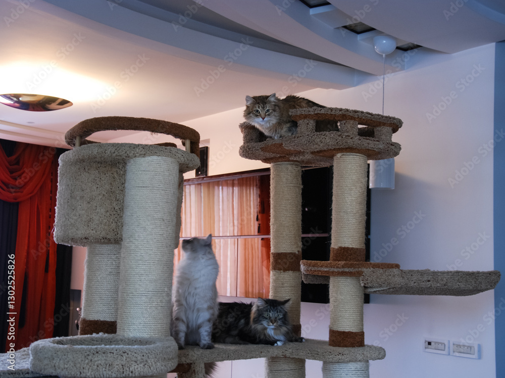 Obraz premium Cats, lovely fluffy pets.