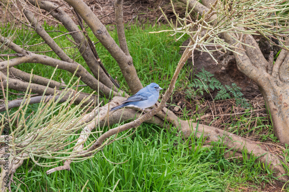 Blauer Teidefink (Fringilla teydea) - Tiersymbol der Kanareninsel Teneriffa, Spanien