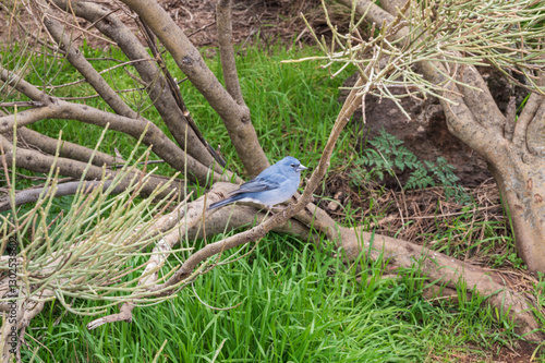 Obraz na płótnie Blauer Teidefink (Fringilla teydea) - Tiersymbol der Kanareninsel Teneriffa, Spanien w salonie