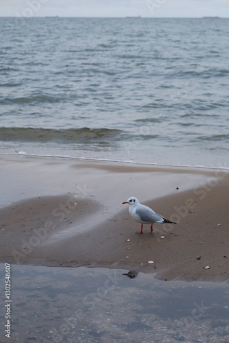 a small seagull on a beach