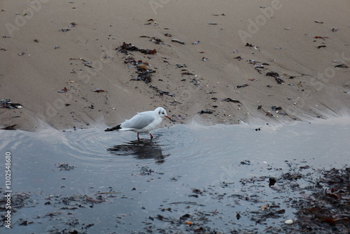 seagull on a beach