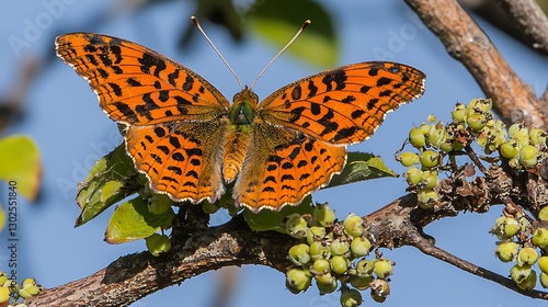 Majestic Indian fritillary butterfly resting on a branch adorned with green buds