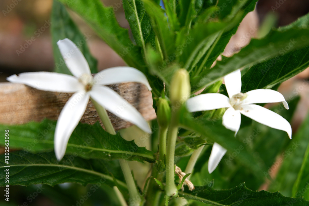 Fototapeta premium A close-up shot of white star-shaped flowers with green leaves. The image captures the delicate beauty of the flowers and the surrounding foliage.