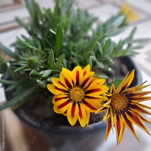Beautiful Gazania blooming during the spring season