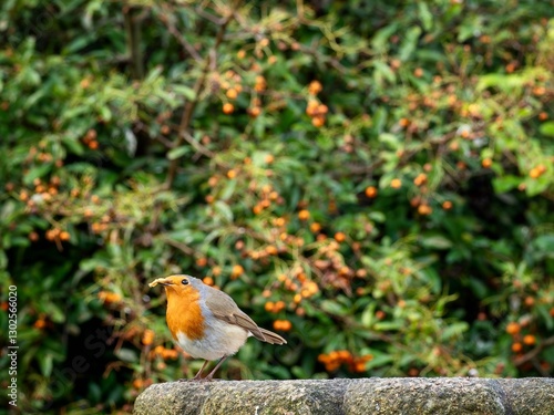 Wallpaper Mural Robin feeding in a garden Torontodigital.ca