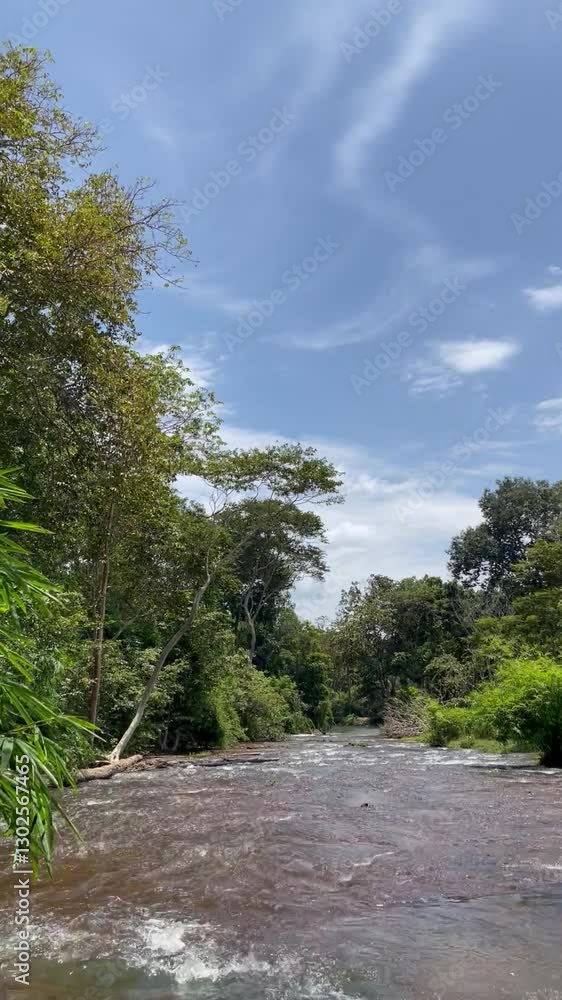 river in the forest river in the forest