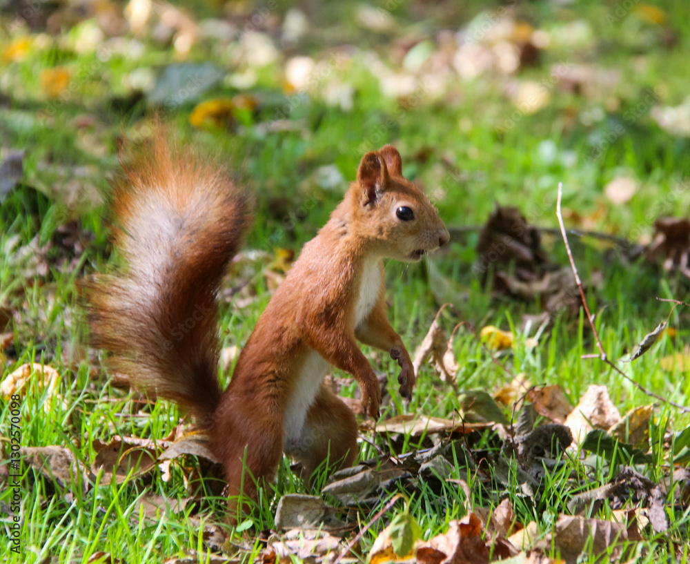 Common forest squirrel in the forest park Common forest squirrel in the forest park