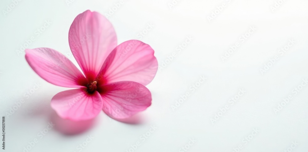 single blossom on white background with subtle details, pretty, nature, flower single blossom on white background with subtle details, pretty, nature, flower