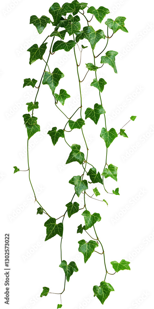 Ivy vine growing Ivy vine growing