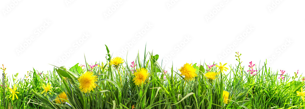Obraz premium green grass and flowers in field, natural isolated on white background