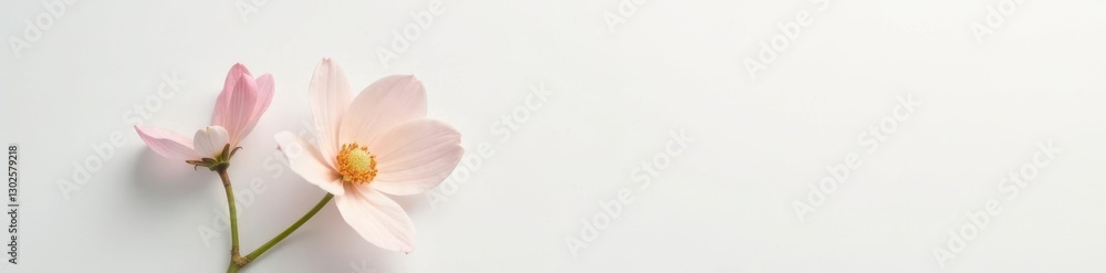 A delicate, pale-colored flower on a pristine white background, delicate, nature A delicate, pale-colored flower on a pristine white background, delicate, nature