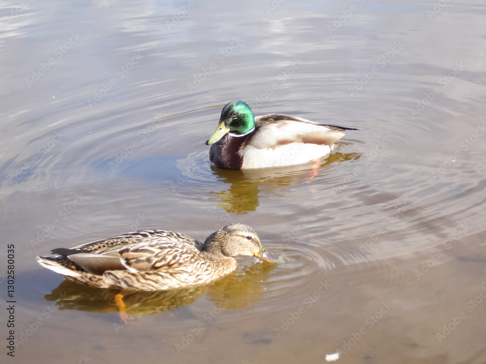 Wild mallard duck in a pond