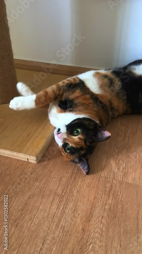 Cat lying on a floor looking at the camera. Close up of cat rolling on the floor. Furry pedigreed pet relaxing and purring. Little best friends. Happy domestic animals at home.