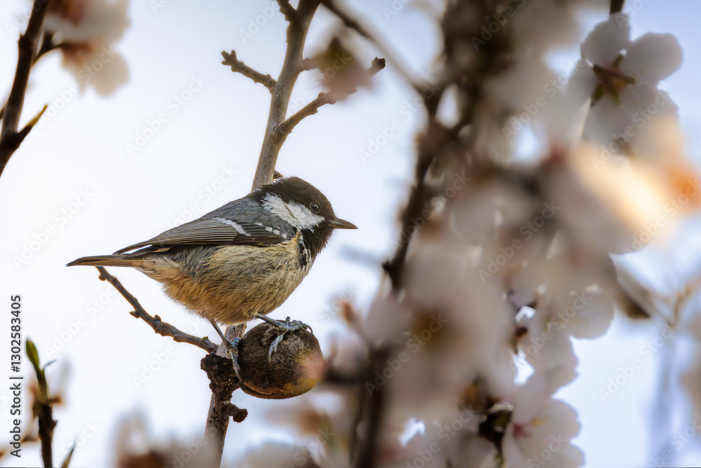 Obraz premium Great Tit perched on a branch in the morning light