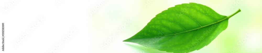 Large single green leaf isolated against white with veins, garden, botanical, growth Large single green leaf isolated against white with veins, garden, botanical, growth