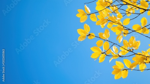 Early spring concept. Vibrant yellow leaves against a clear blue sky, showcasing the beauty of nature during autumn.