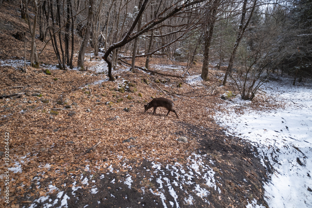 Wild deer in winter forest, Jiuzhaigou, China