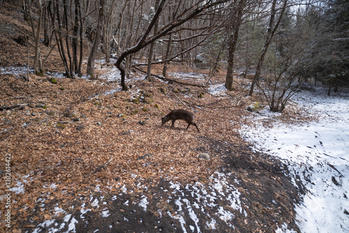 Wild deer in winter forest, Jiuzhaigou, China