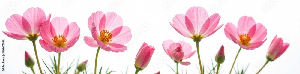 Fototapeta premium Delicate eustoma blossoms, vibrant petals, white background , summer, isolated