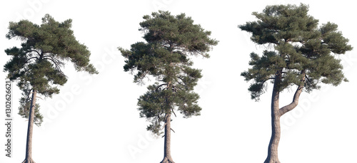 Foto Set of Pinus sylvestris (the Scots pine, Scotch pine, Baltic pine, European red