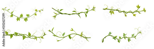 collection of long Green twisted Javanese or Grape ivy, jungle vine hanging ivy plant - isolated on transparent background. PNG, cutout or clipping path.