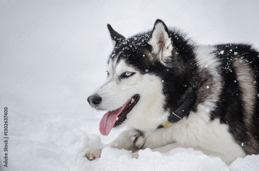 Husky rests amidst serene snowy terrain. Fluffy coat contrasts with white snow under soft daylight, tongue playfully lolling, creating cheerful scene Husky rests amidst serene snowy terrain. Fluffy coat contrasts with white snow under soft daylight, tongue playfully lolling, creating cheerful scene