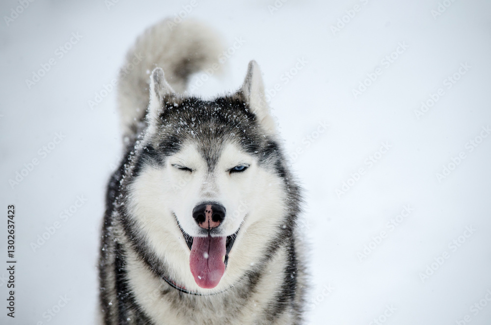 Fototapeta premium Close-up of siberian husky with heterochromia, set against snowy backdrop. Grey and white fur contrasts with vibrant eye colors. Falling snowflakes add winter charm
