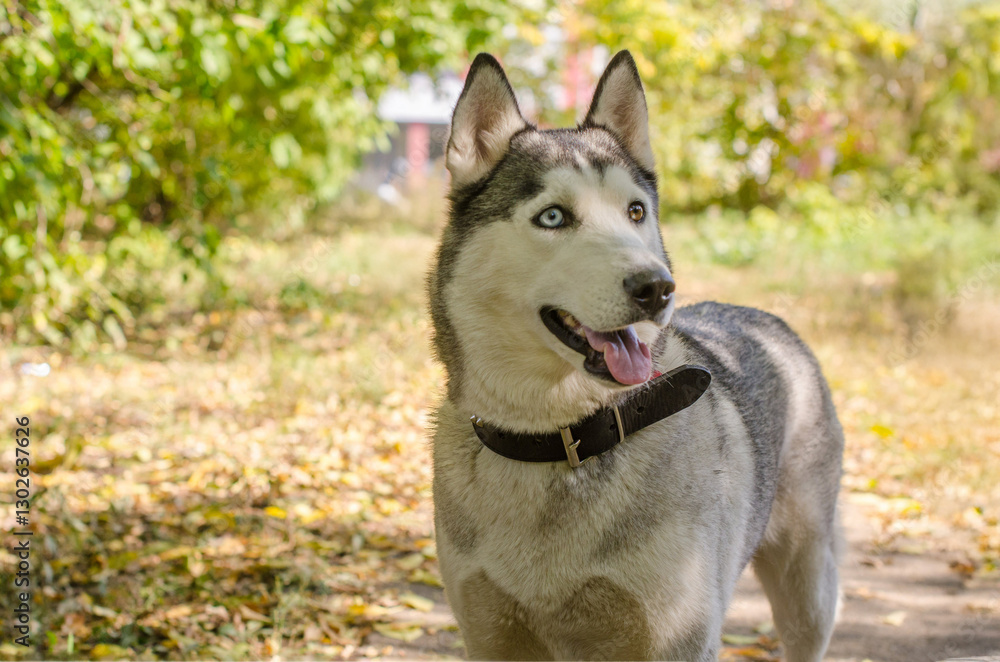 Siberian husky stands on sunlit forest path, surrounded by autumn foliage. Bright afternoon lighting highlights its striking blue and brown eyes. Captures adventurous energy and vibrant colors Siberian husky stands on sunlit forest path, surrounded by autumn foliage. Bright afternoon lighting highlights its striking blue and brown eyes. Captures adventurous energy and vibrant colors