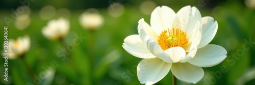 Large white peony flowers blooming in a garden, yellow, spring, flower