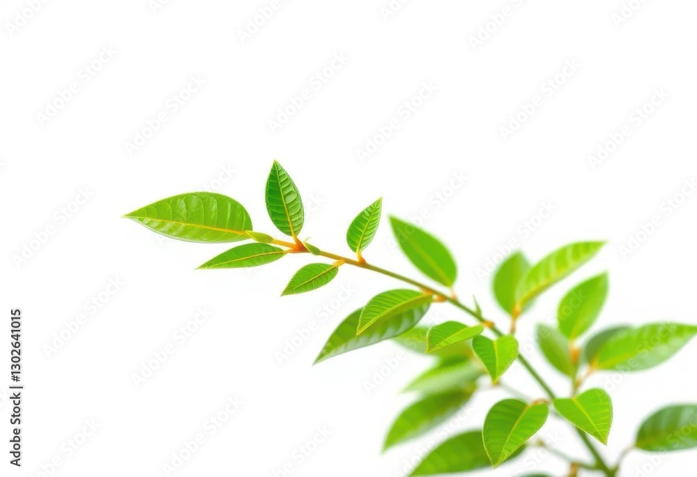 Single vibrant green plant, isolated on pure white, plant, sprout Single vibrant green plant, isolated on pure white, plant, sprout