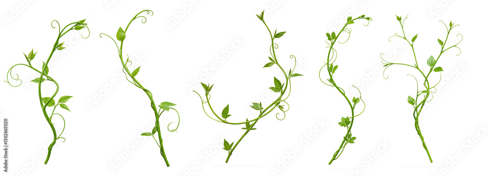 Fototapeta premium Set of Heart shaped green leaves climbing vines ivy of cowslip creeper (Telosma cordata) the creeper forest plant growing in wild isolated on a white background with a clipping path.
