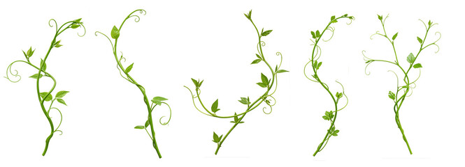 Set of Heart shaped green leaves climbing vines ivy of cowslip creeper (Telosma cordata) the creeper forest plant growing in wild isolated on a white background with a clipping path.