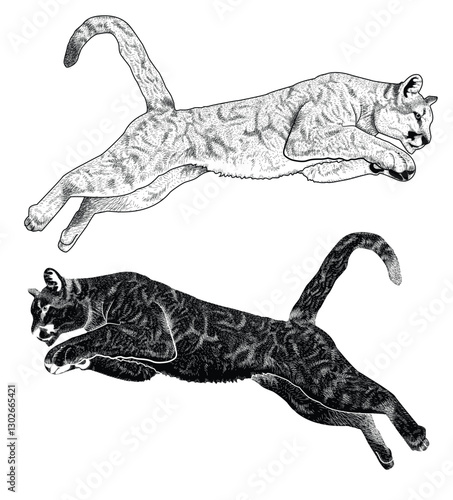 Black and white illustration of a cougar pouncing on prey