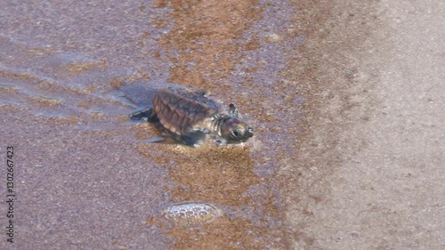 Loggerhead turtle hatchling baby, leaving beach nest and entering ocean sea waves water, endangered wildlife conservation protection, Mon Repos sanctuary Queensland Australia