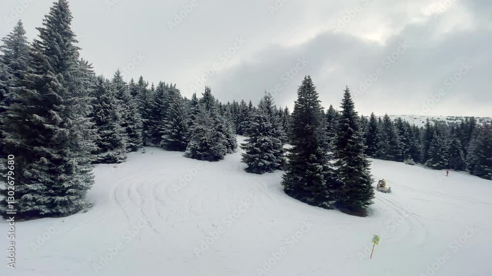 Snowy Pine Forest on Winter Morning Snowy Pine Forest on Winter Morning