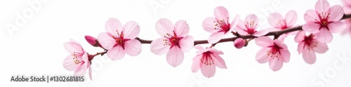 Pink cherry blossom branch, tilted, isolated on white Spring floral background , tilt angle, stock photo