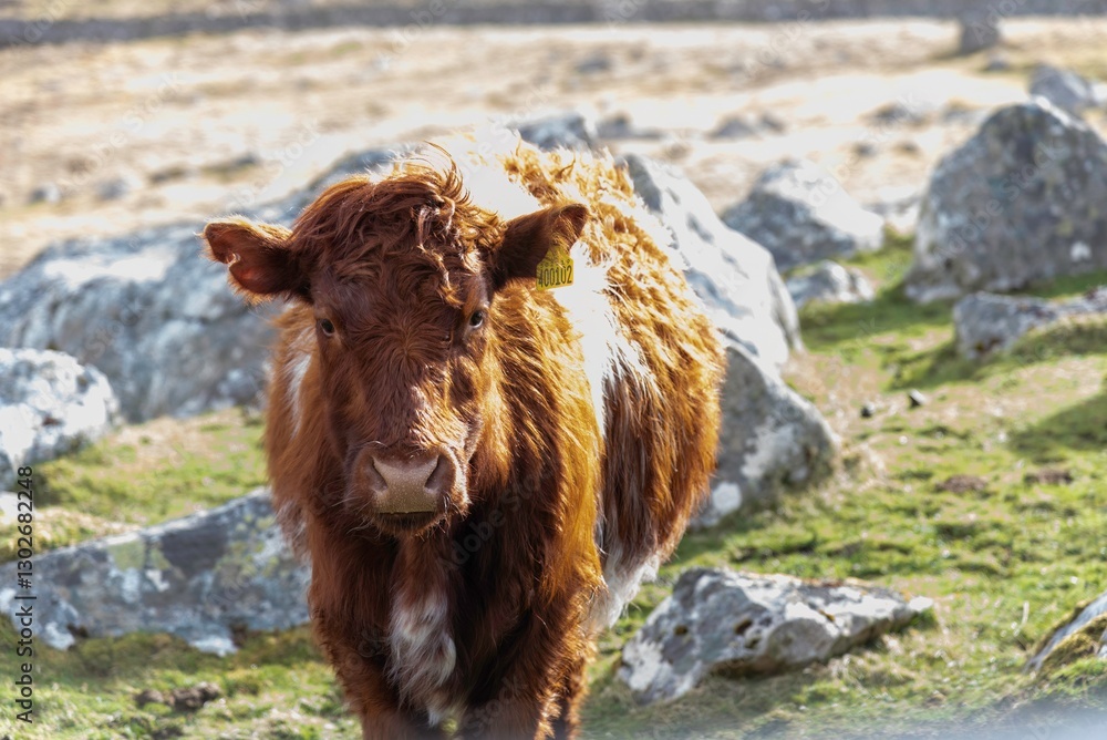 Fototapeta premium cow in the mountains