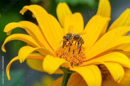 Bumblebee on a yellow flower on a sunflower.