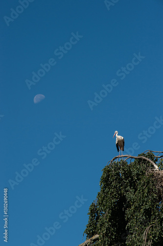 Cigogne