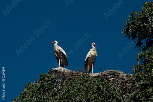 Cigogne