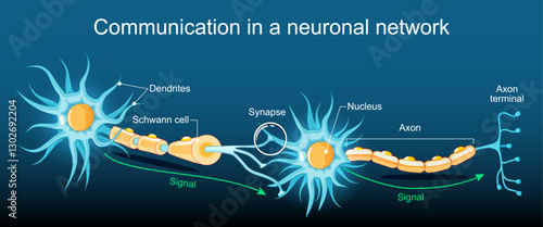 Transmission of the nerve signal between two neurons with axon and synapse.