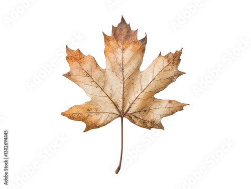 The image presents a close-up of a single, dried maple leaf isolated on a transparent background.