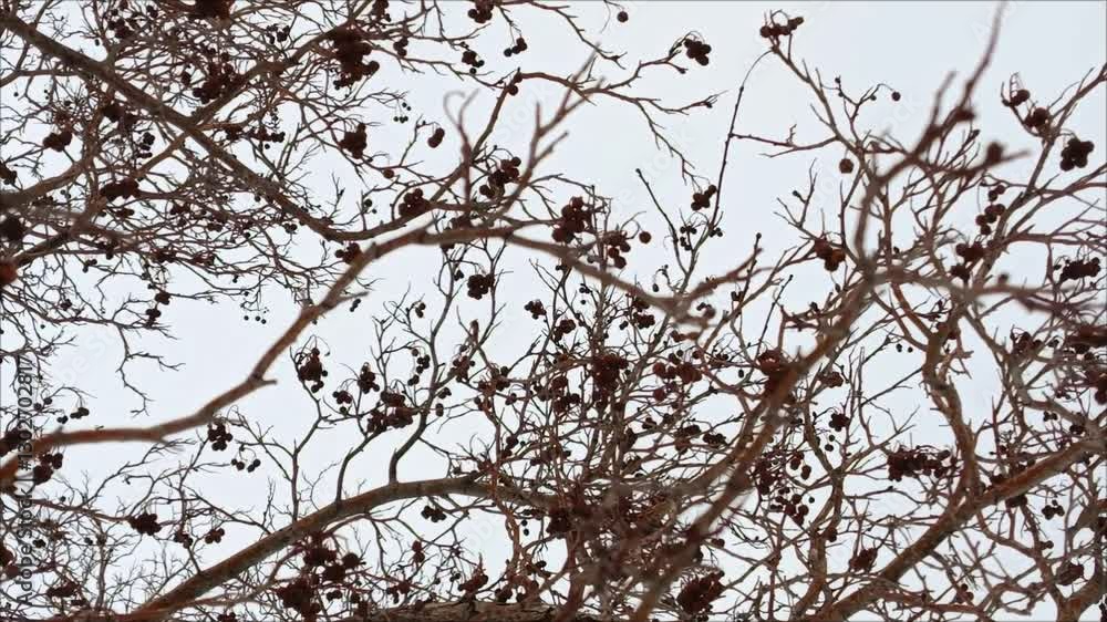 Dried hawthorn berries on the branches of trees in winter against the background of the blue sky. Berries for birds. Dried hawthorn berries on the branches of trees in winter against the background of the blue sky. Berries for birds.