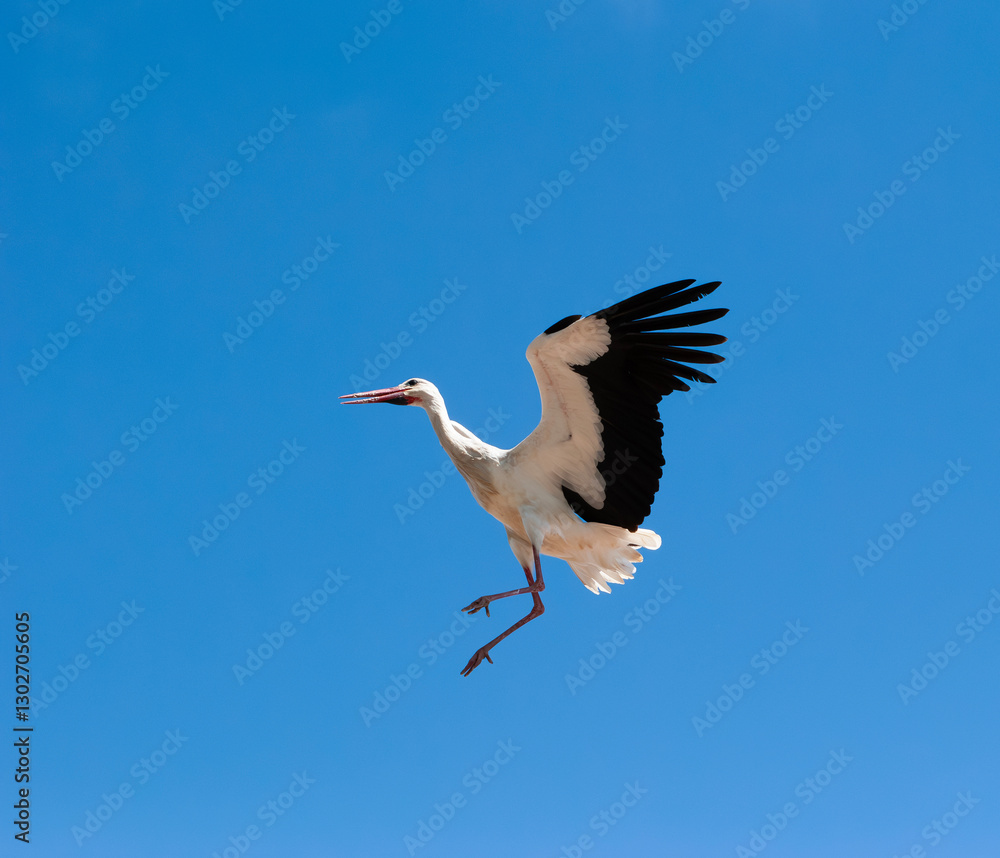Fototapeta premium A stork approaches the nest to land