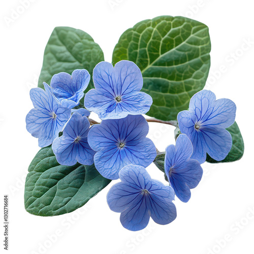 Wallpaper Mural Brunnera Flower isolated on transparent background Torontodigital.ca