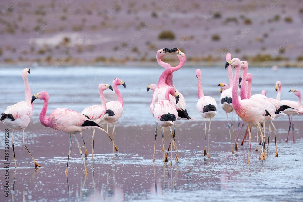 Fototapeta premium Andean Flamingos (Phoenicopterus andinus), Laguna Colorada, Eduardo Avaroa National Reserve, Bolivia