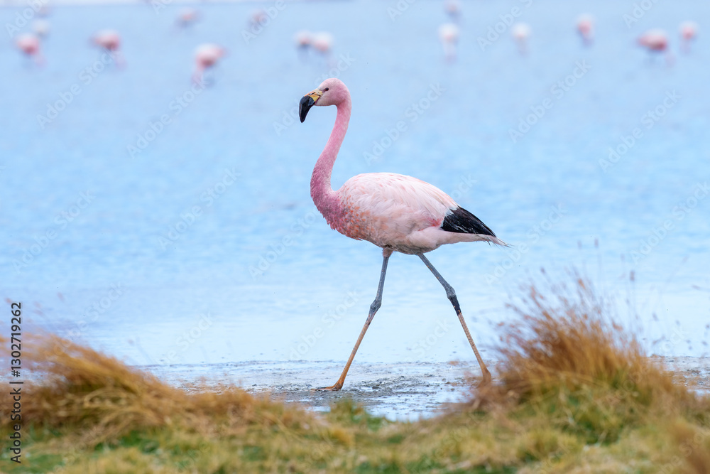 Obraz premium Andean Flamingos (Phoenicopterus andinus), Laguna Colorada, Eduardo Avaroa National Reserve, Bolivia