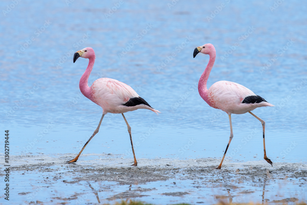Fototapeta premium Andean Flamingos (Phoenicopterus andinus), Laguna Colorada, Eduardo Avaroa National Reserve, Bolivia