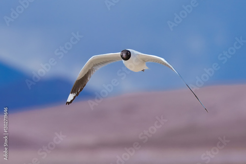 Flying Franklin's Gull Leucophaeus pipixcan, Franklin's Gull Bird flies overhead, about to land among flock of flamingos in Bolivia.